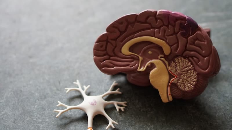 The Science Behind "Renewing Your Mind": Neuroplasticity and Faith