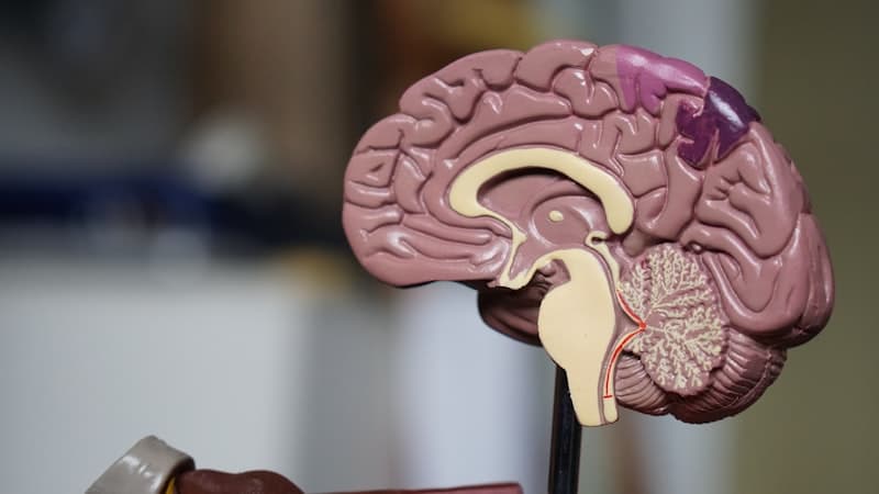 Dopamine and Devotion: The Brain Chemistry of Spiritual Disciplines