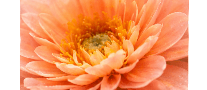 Declarations of Gratitude Study