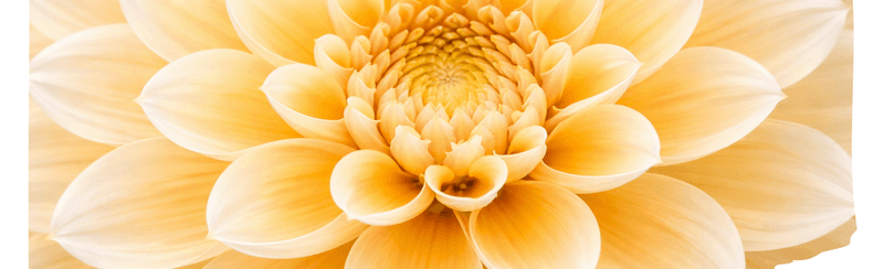 Declarations of Joy Study