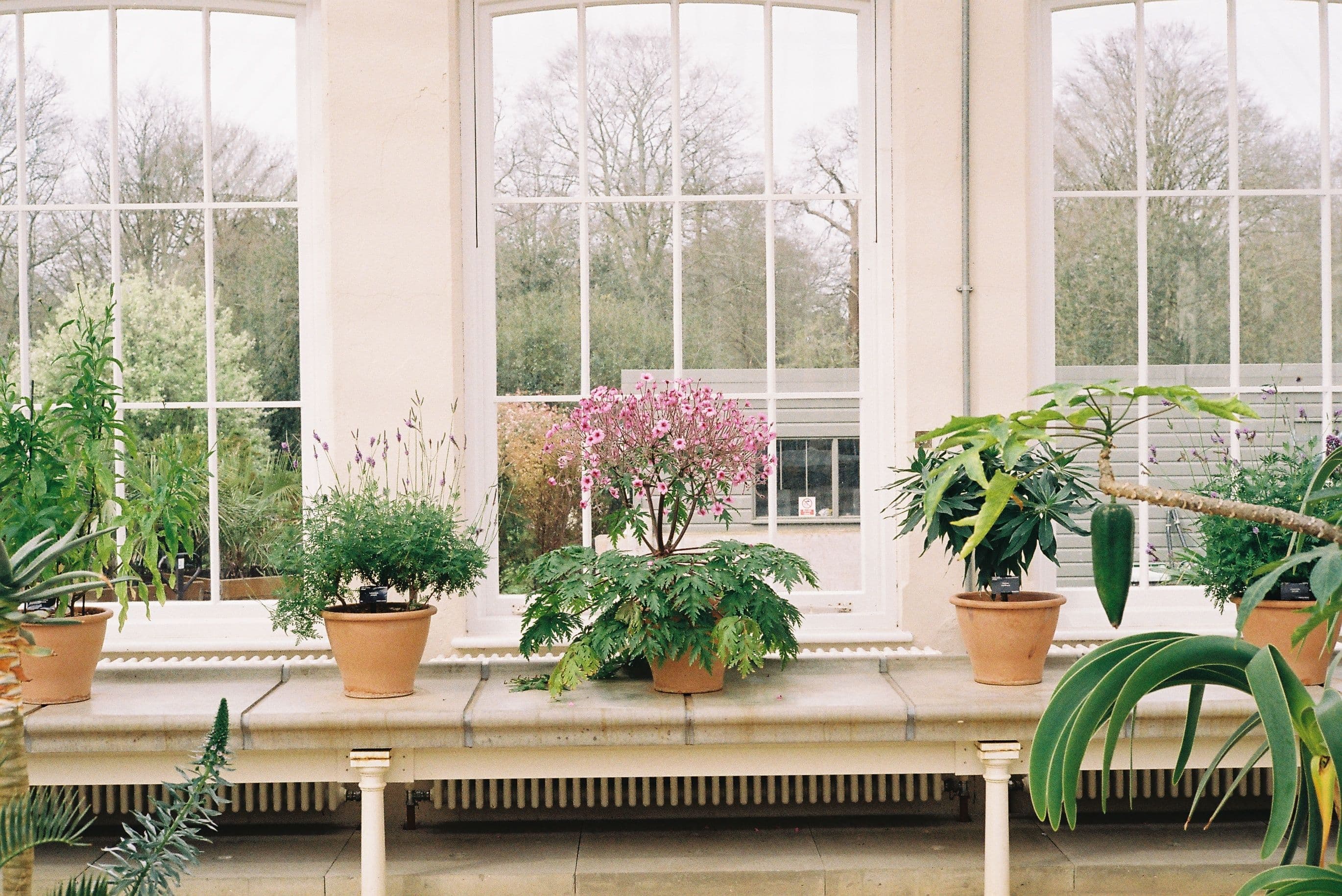 Botanical studio windows